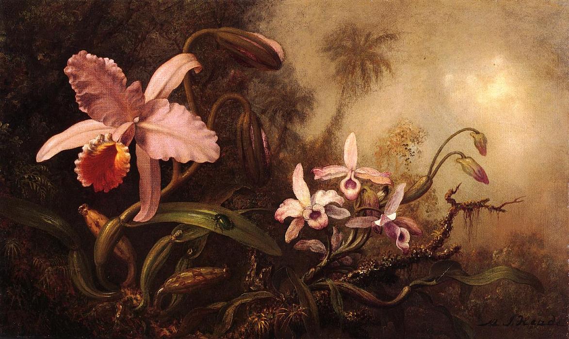 Орхидеи в картинах Мартина Джонсона